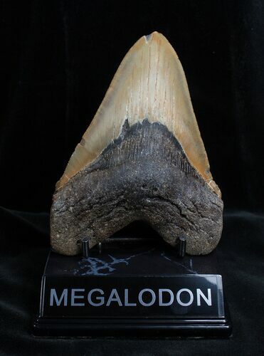 Nice Inch NC Megalodon Tooth #1350